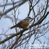 RUFOUS-TAILED ROCK-THRUSH (2xphoto)