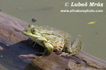 EDIBLE FROG (5xphoto)