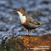 DIPPER (13xphoto)