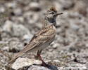 SHORT-TOED LARK (8xphoto)