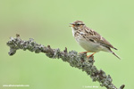 WOOD LARK (6xphoto)