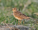 SKY LARK (4xphoto)