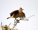 RUFOUS-NAPED LARK (3xphoto)