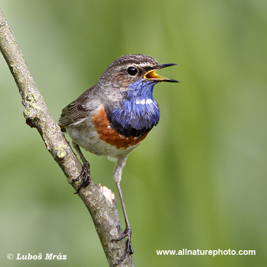 BLUETHROAT (17xphoto)