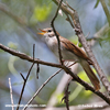 COMMON NIGHTINGALE (4xphoto)