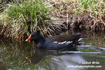 COMMON MOORHEN (2xphoto)