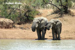 AFRICAN ELEPHAN (15x photo)