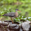 SUNBITTERN (10xphoto)