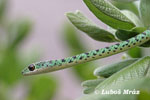 SPOTTED BUSH SNAKE (5xphoto)