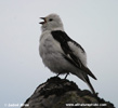 SNOW BUNTING (3xphoto)