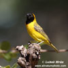 LESSER MASKED WEAVER (2xphoto)