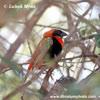 RED BISHOP (1xphoto)