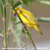 AFRICAN GOLDEN-WEAVER YELLOW WEAVER (2xphoto)