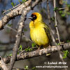 BLACK FRONTED SOUTHERN MASKED WEAVER (3xphoto)