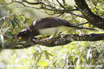 BROWN JAY (2xphoto)