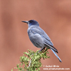 PINYON JAY (3xphoto)