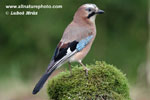 JAY (10xphoto)