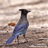 STELLERS JAY (4xphoto)