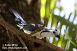 WHITE-THROATED MAGPIE-JAY (3xphoto)