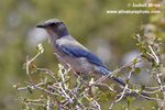 WESTERN SCRUB-JAY (6xphoto)