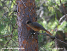 SIBERIAN JAY (2xphoto)