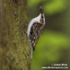 BROWN CREEPER (2xphoto)