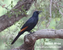 RED-WINGED STARLING (1xphoto)