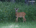 ROE DEER (7xphoto)