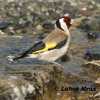 EUROPEAN GOLDFINCH (5xphoto)