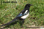 MAGPIE (3xphoto)