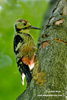 WHITE- BECKED WOOD PECKER (4xphoto)