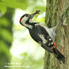 SYRIAN WOODPECKER (4xphoto)