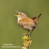 EURASIAN WREN (4xphoto)