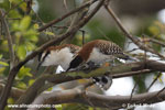 RUFOUS-NAPED WREN (4xphoto)