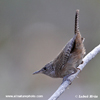 HOUSE WREN (6xphoto)