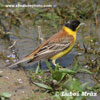 BLACK-HEADED BUNTING (8xphoto)