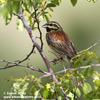 CIRL BUNTING (3xphoto)