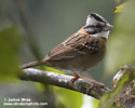 RUFOUS-COLLARED SPARROW (8xphoto)