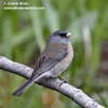 DARK-EYED JUNCO (5xphoto)