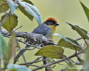 RUFOUS-NAPED BRUSH-FINCH (1xphoto)