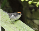 WHITE-WINGED BRUSH-FINCH (4xphoto)