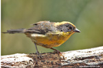 TRICOLORED BRUSH-FINCH (1xphoto)