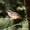 STRIPE-HEADED SPARROW (2xphoto)