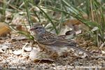 SAGE SPARROW (1xphoto)