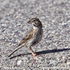 VESPER SPARROW (1xphoto)