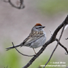 CHIPPING SPARROW (9xphoto)