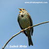 CORN BUNTING (7xphoto)