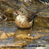 ORTOLAN BUNTING (7xphoto)