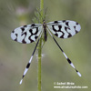 SPOONWING LACEWING THREAD-WINGED ANTLION (4xphoto)