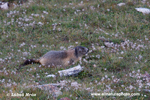 ALPINE MARMOT (2xphoto)